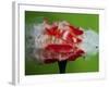 Tomato Surprise-Alan Sailer-Framed Photographic Print