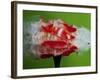 Tomato Surprise-Alan Sailer-Framed Photographic Print