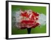 Tomato Surprise-Alan Sailer-Framed Photographic Print