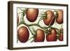 Tomato Vine, 1999-Annabel Barrett-Framed Giclee Print