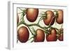 Tomato Vine, 1999-Annabel Barrett-Framed Giclee Print