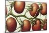 Tomato Vine, 1999-Annabel Barrett-Mounted Giclee Print