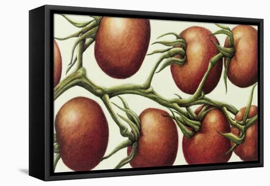 Tomato Vine, 1999-Annabel Barrett-Framed Stretched Canvas