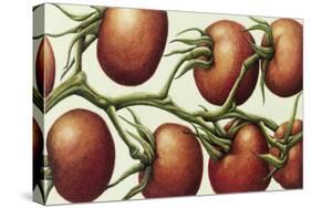 Tomato Vine, 1999-Annabel Barrett-Stretched Canvas