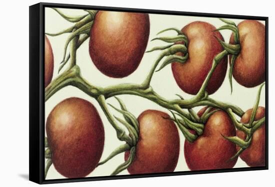 Tomato Vine, 1999-Annabel Barrett-Framed Stretched Canvas