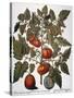 Tomato & Watermelon 1613-Besler Basilius-Stretched Canvas