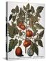 Tomato & Watermelon 1613-Besler Basilius-Stretched Canvas