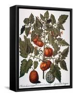 Tomato & Watermelon 1613-Besler Basilius-Framed Stretched Canvas