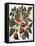 Tomato & Watermelon 1613-Besler Basilius-Framed Stretched Canvas