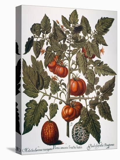 Tomato & Watermelon 1613-Besler Basilius-Stretched Canvas