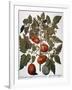 Tomato & Watermelon 1613-Besler Basilius-Framed Giclee Print