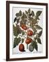 Tomato & Watermelon 1613-Besler Basilius-Framed Giclee Print