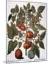 Tomato & Watermelon 1613-Besler Basilius-Mounted Giclee Print