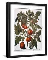 Tomato & Watermelon 1613-Besler Basilius-Framed Giclee Print