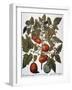 Tomato & Watermelon 1613-Besler Basilius-Framed Giclee Print