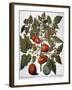 Tomato & Watermelon 1613-Besler Basilius-Framed Giclee Print