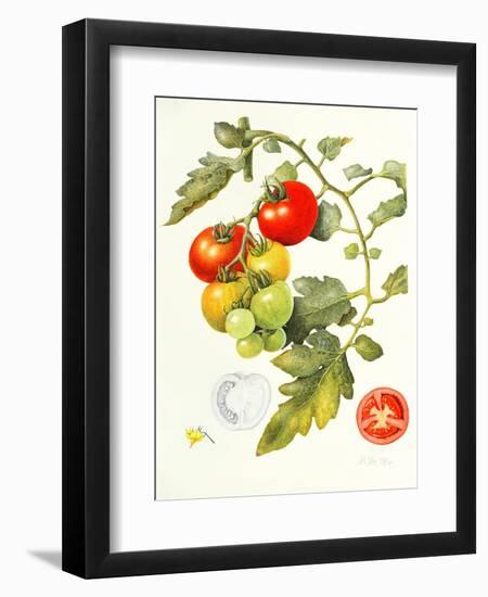 Tomatoes, 1994-Margaret Ann Eden-Framed Giclee Print