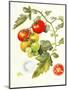 Tomatoes, 1994-Margaret Ann Eden-Mounted Giclee Print
