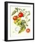 Tomatoes, 1994-Margaret Ann Eden-Framed Giclee Print