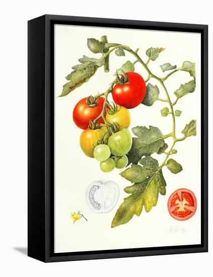 Tomatoes, 1994-Margaret Ann Eden-Framed Stretched Canvas