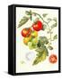 Tomatoes, 1994-Margaret Ann Eden-Framed Stretched Canvas