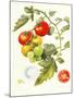 Tomatoes, 1994-Margaret Ann Eden-Mounted Giclee Print