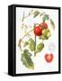 Tomatoes, 1994-Margaret Ann Eden-Framed Stretched Canvas