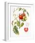 Tomatoes, 1994-Margaret Ann Eden-Framed Giclee Print