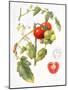 Tomatoes, 1994-Margaret Ann Eden-Mounted Giclee Print