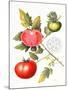 Tomatoes, 1994-Margaret Ann Eden-Mounted Giclee Print