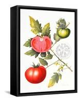 Tomatoes, 1994-Margaret Ann Eden-Framed Stretched Canvas