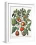 Tomatoes and Melons from the 'Hortus Eystettensis' by Basil Besler-null-Framed Giclee Print