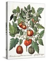 Tomatoes and Melons from the 'Hortus Eystettensis' by Basil Besler-null-Stretched Canvas