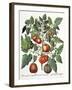 Tomatoes and Melons from the 'Hortus Eystettensis' by Basil Besler-null-Framed Giclee Print