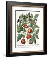 Tomatoes and Melons from the 'Hortus Eystettensis' by Basil Besler-null-Framed Giclee Print