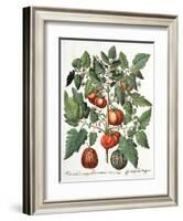 Tomatoes and Melons from the 'Hortus Eystettensis' by Basil Besler-null-Framed Giclee Print