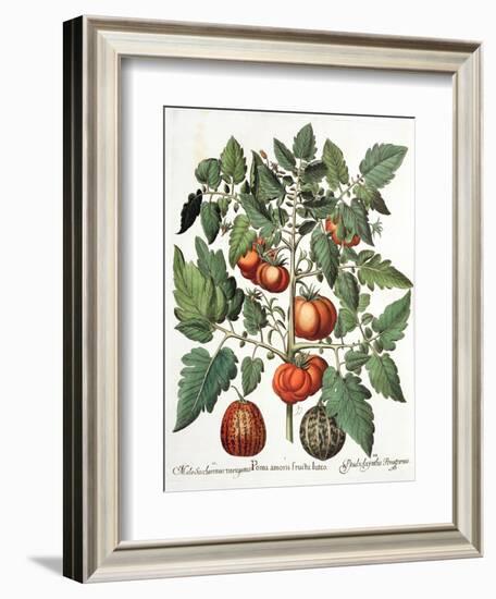 Tomatoes and Melons from the 'Hortus Eystettensis' by Basil Besler-null-Framed Giclee Print