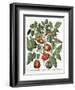 Tomatoes and Melons from the 'Hortus Eystettensis' by Basil Besler-null-Framed Giclee Print