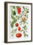 Tomatoes and Related Vegetables, 1986-Elizabeth Rice-Framed Premium Giclee Print