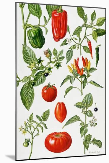 Tomatoes and Related Vegetables, 1986-Elizabeth Rice-Mounted Premium Giclee Print