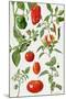 Tomatoes and Related Vegetables, 1986-Elizabeth Rice-Mounted Premium Giclee Print