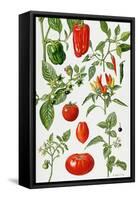 Tomatoes and Related Vegetables, 1986-Elizabeth Rice-Framed Stretched Canvas