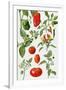 Tomatoes and Related Vegetables, 1986-Elizabeth Rice-Framed Giclee Print