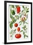 Tomatoes and Related Vegetables, 1986-Elizabeth Rice-Framed Giclee Print