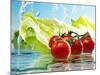 Tomatoes and Romaine Lettuce with Water-Karl Newedel-Mounted Photographic Print