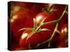 Tomatoes on the Vine-Steve Lupton-Stretched Canvas