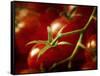 Tomatoes on the Vine-Steve Lupton-Framed Stretched Canvas