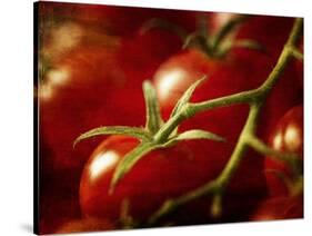 Tomatoes on the Vine-Steve Lupton-Stretched Canvas