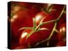 Tomatoes on the Vine-Steve Lupton-Stretched Canvas