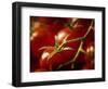 Tomatoes on the Vine-Steve Lupton-Framed Photographic Print